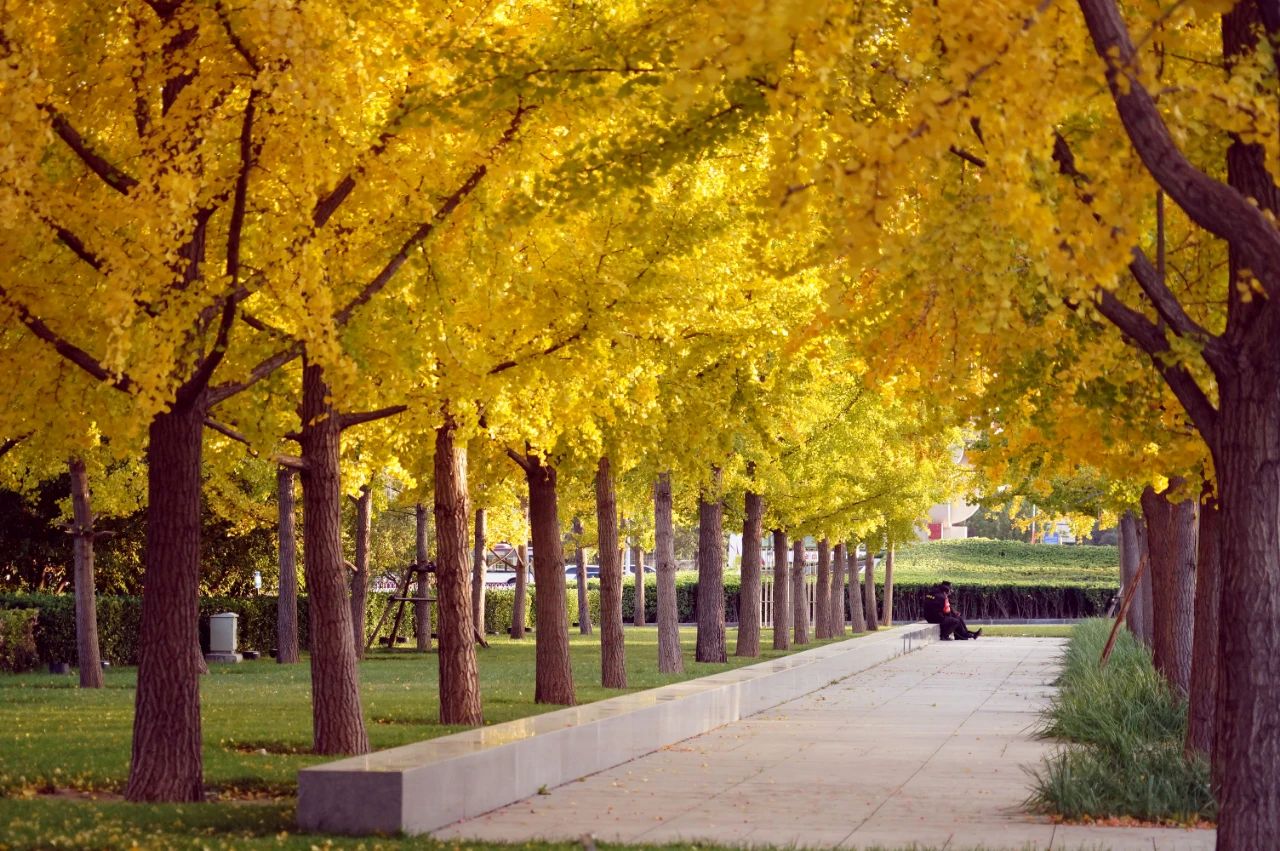 银杏,元宝枫,芦苇,茶条槭,白蜡,黄栌地坛公园赏秋点:银杏大道观赏品种