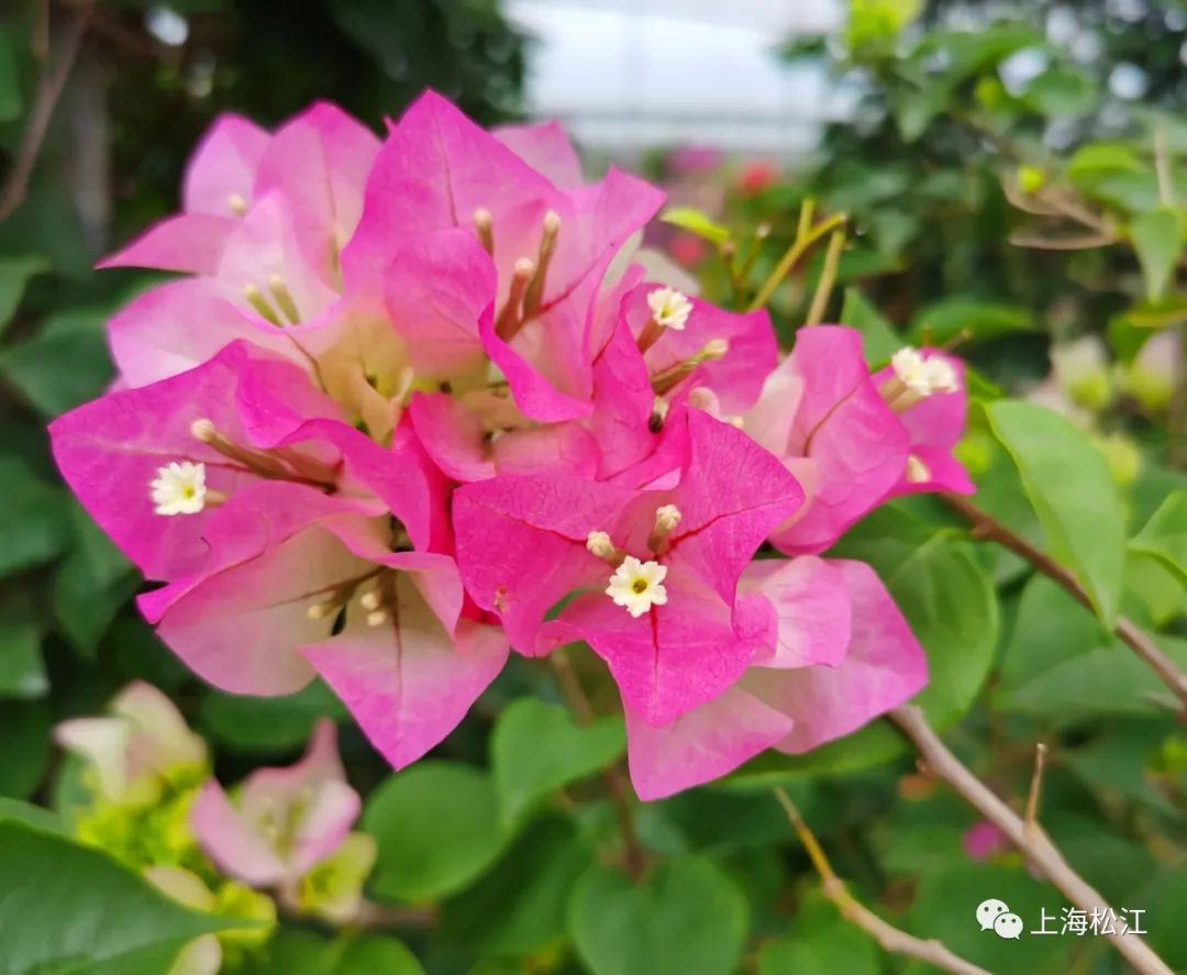 上海松江|来自松江的上万盆三角梅扮靓进博会，如何保持花开绚烂？小松带你揭秘→