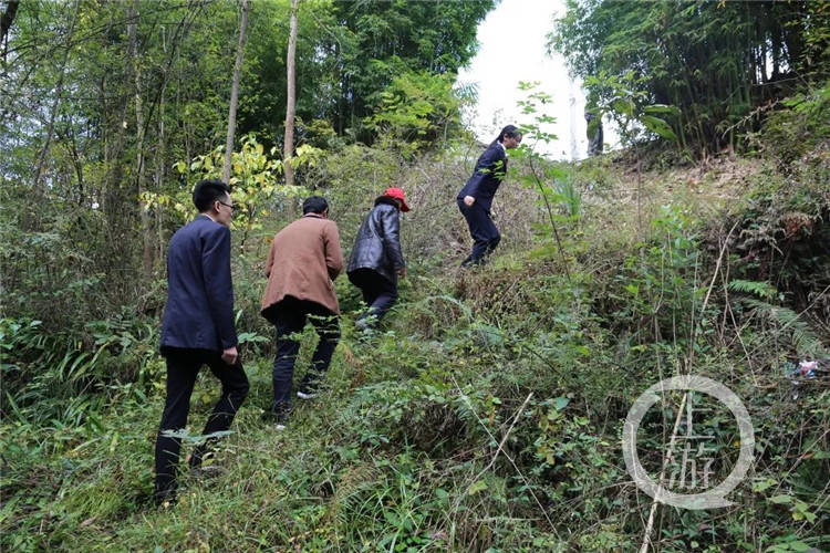 上游新闻·重庆晨报|“以劳代偿”！男子抓了两只野鸡，换来刑期8个月和巡山护林588小时