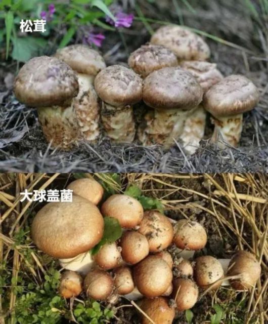 上海宝山|上海人注意！菜场里卖的这种食材，很可能是假的......