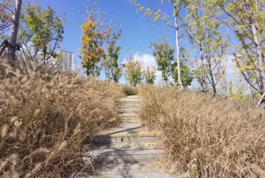 东方网|在普陀品秋景 桃浦中央绿地将部分开放试运行