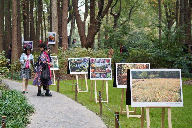 东方网|上海菊花展展期过半吸引游客19.85万人次 这周还有更精彩的活动