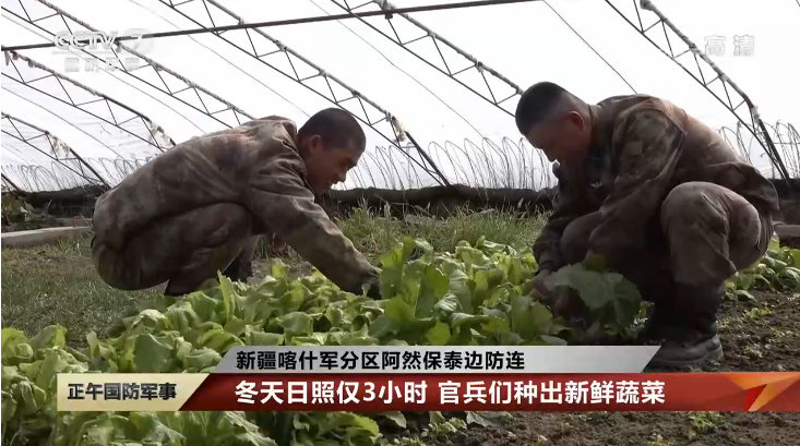 东方网·军情观察|高原战士们有口福了！解放军在高原高寒地区种出新鲜蔬菜