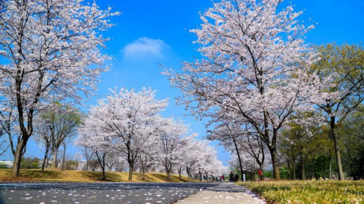 上海松江|票价对折 11月11日辰山植物园推出特惠 快将四季美景带回家