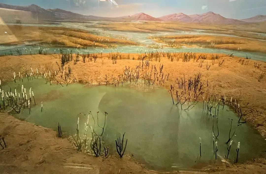 我们来比较一下最开始登陆陆地的原始裸蕨类植物顶囊蕨(图片中的最