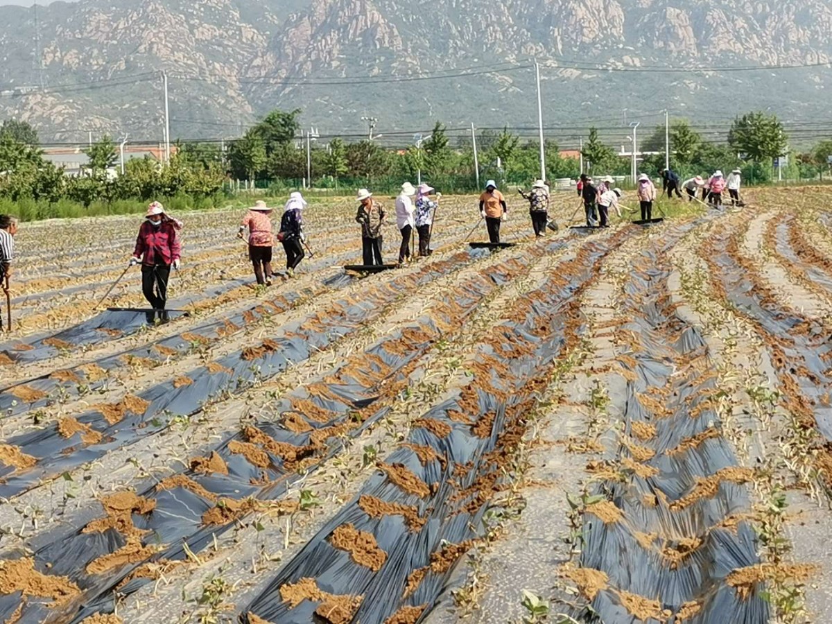 北京日报客户端|有了他们牵线，密云不老屯糖心蜜薯走上市民餐桌