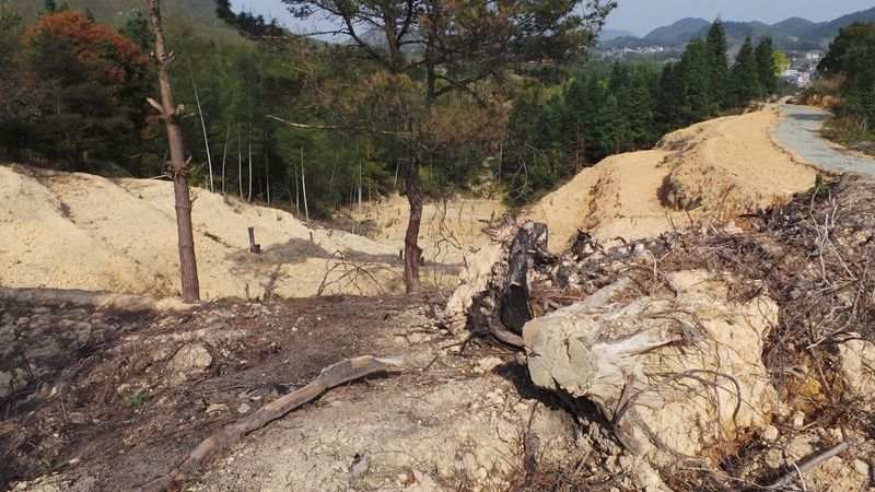 半月谈|毁林造地岂能成为一些地方的“生财之道”