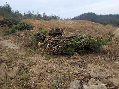 半月谈|毁林造地岂能成为一些地方的“生财之道”