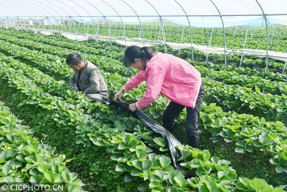 新华社客户端|立冬时节农事忙