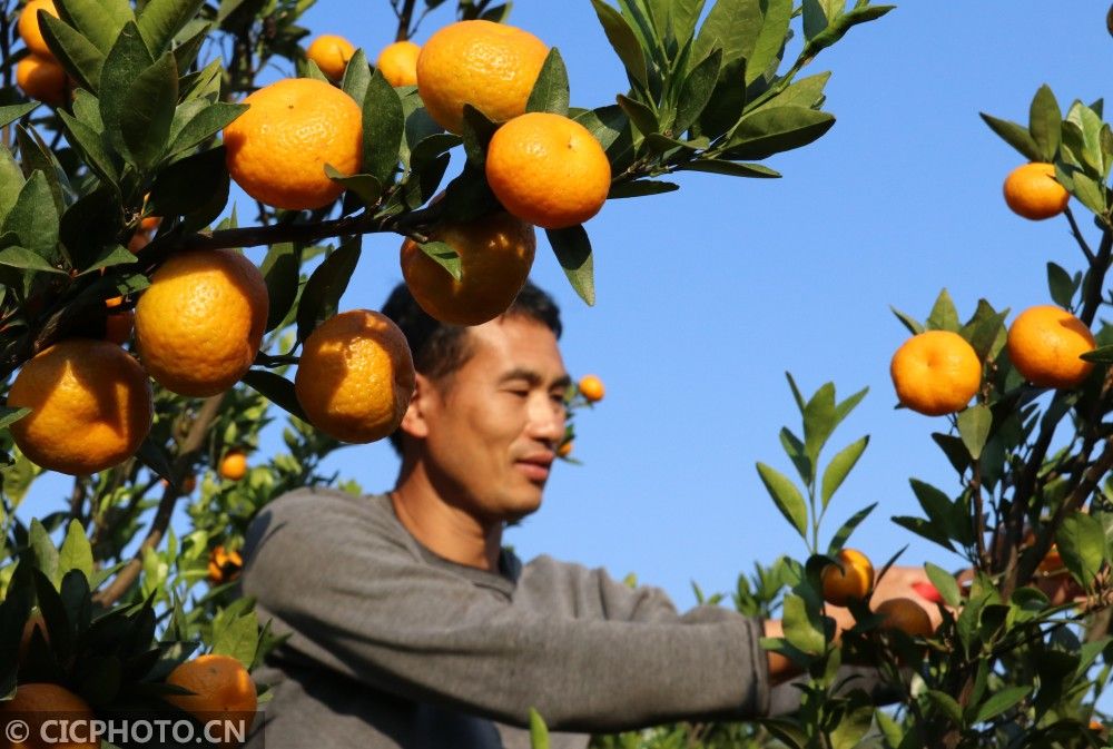 新华社客户端|立冬时节农事忙