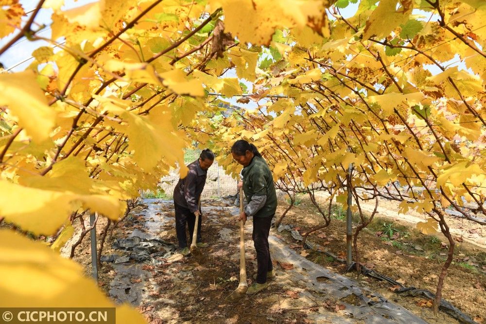 新华社客户端|立冬时节农事忙