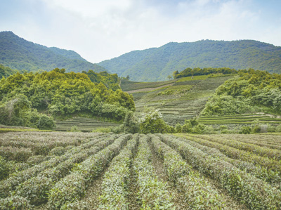 中国网|河南省桐柏县向浅山坡地挖潜，近5年整治土地32万亩 荒地变良田 农民心里甜