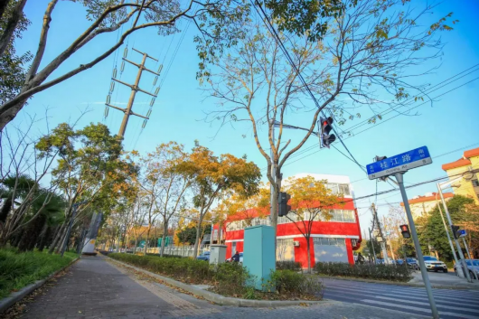 上海发布|申城街头的无患子正在变黄，这些地方都能欣赏→