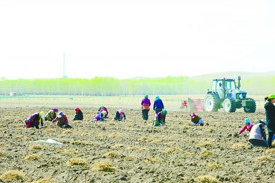 光明网|特色种植 助民增收——内蒙古自治区太仆寺旗边墙村的脱贫之路