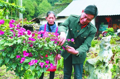 光明网|“茶”“菜”发力 致富加速——贵州省普安县卡塘村的脱贫之路