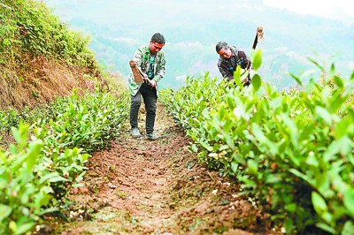 光明网|“茶”“菜”发力 致富加速——贵州省普安县卡塘村的脱贫之路