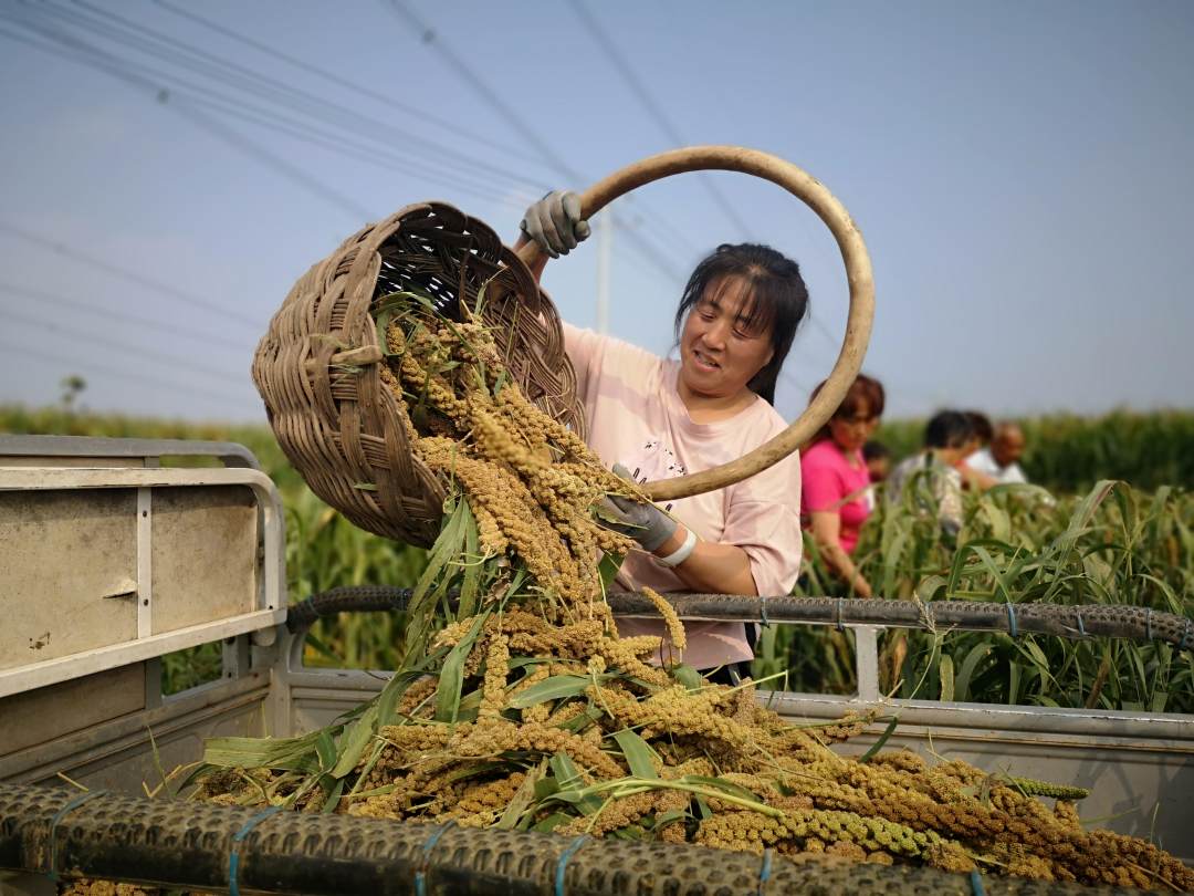 孙建霞和村民一起收割谷子jpg?x