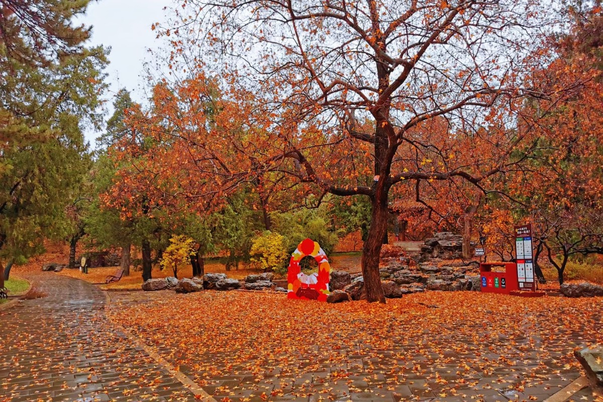 首场冬雨打落红叶 为香山铺上深秋地毯