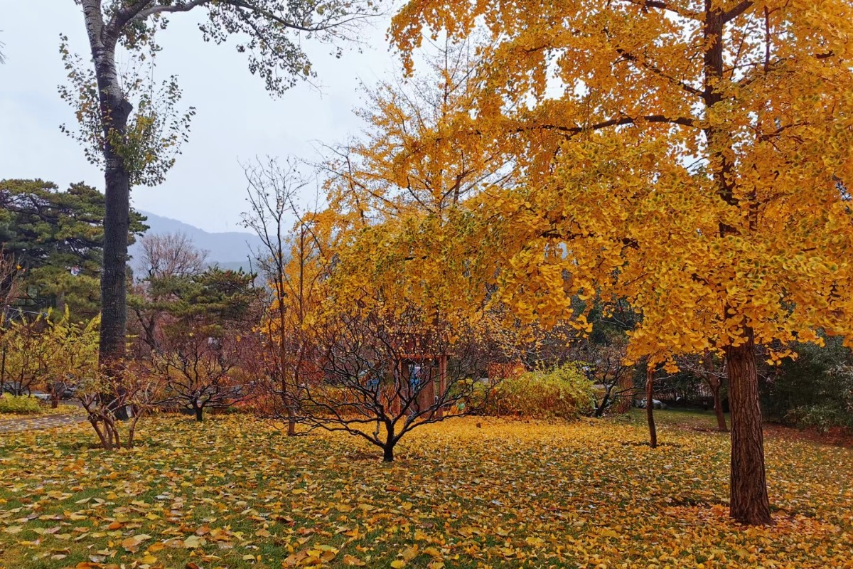 首场冬雨打落红叶 为香山铺上深秋地毯
