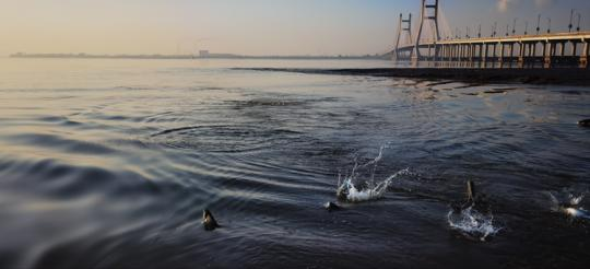 【共舞长江经济带看高质量发展】反哺母亲河:从索取者到保护者 长江南通段生态修复之路