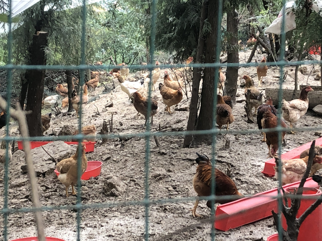 堰塘村,浙江省龙游县浙江宗泰农业股份有限公司将鸡苗免费提供给农户