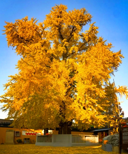 青浦颐浩禅寺银杏黄.jpg