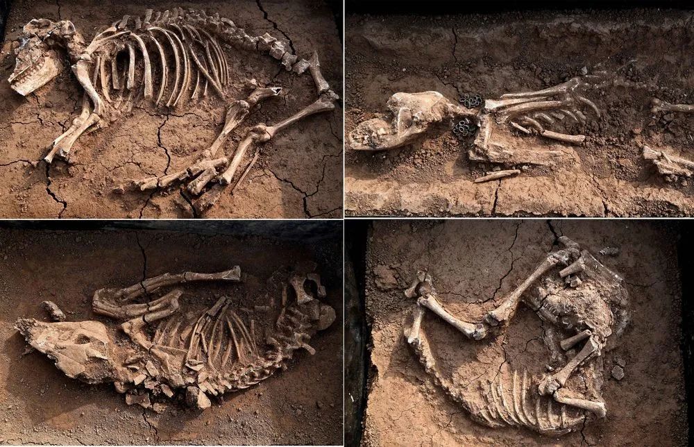 春秋时期西北戎人王级大墓,开启!