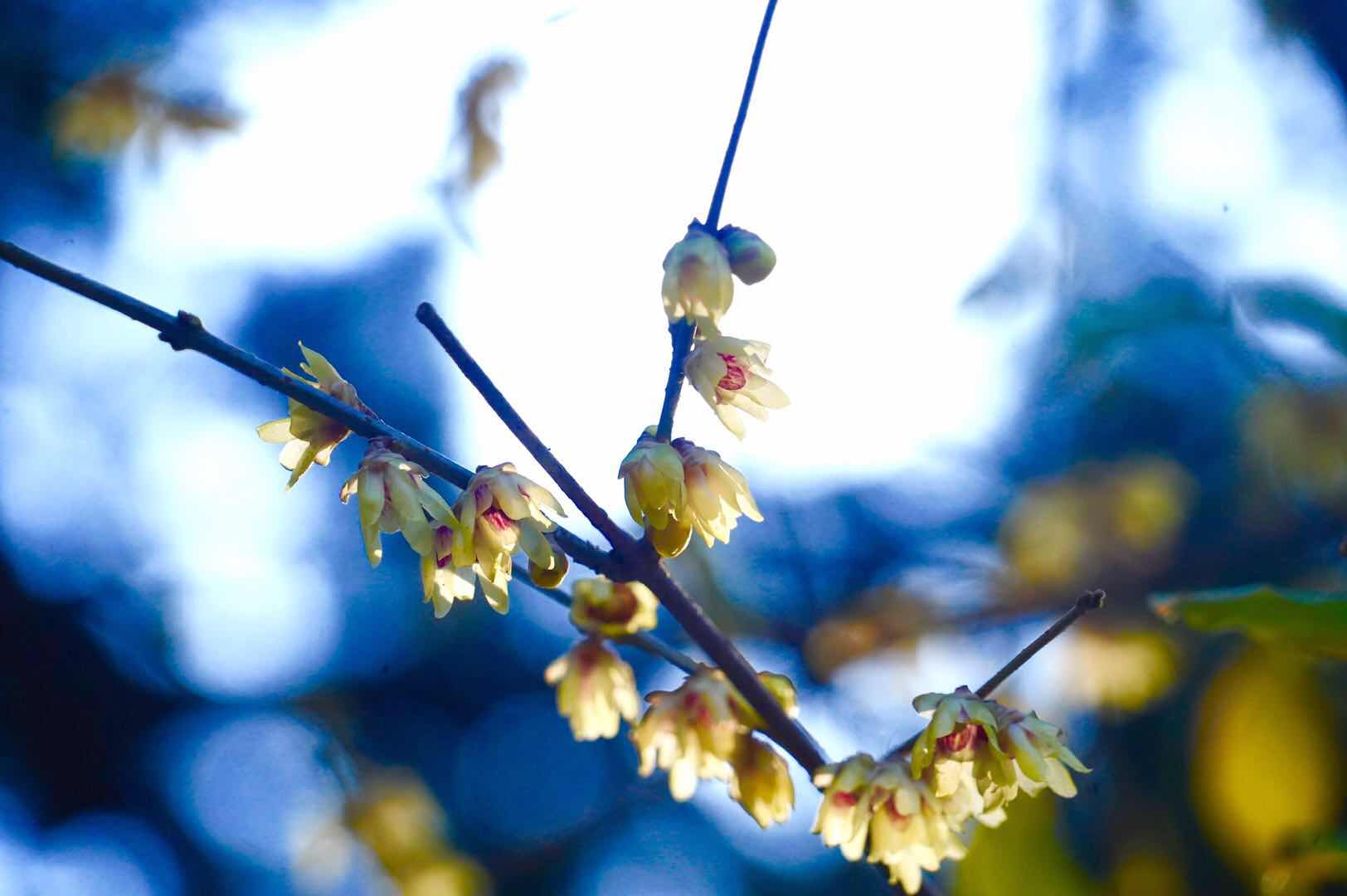 在初冬赏早春 早花蜡梅绽放卧佛寺