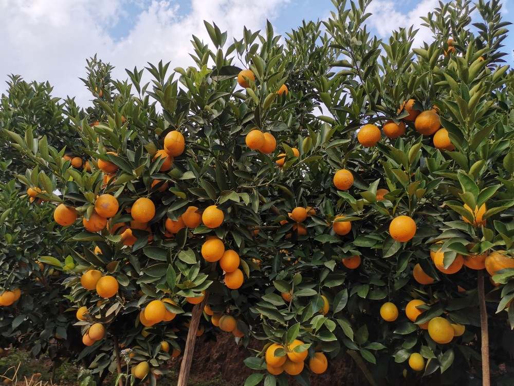 恳请扩散!新平14000吨冰糖橙滞销,别让果子烂地里