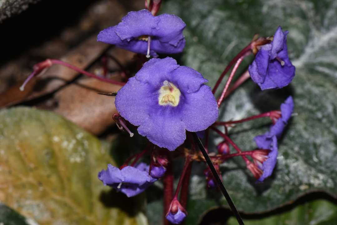 南溪蛛毛苣苔 中国生物物种名录又添新成员