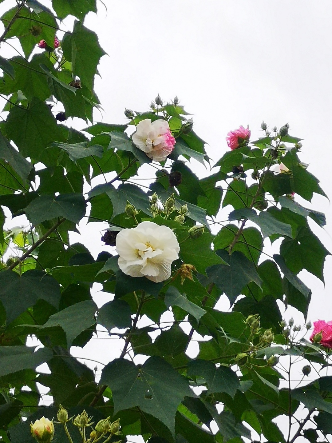 散文丨陈新颜:木芙蓉