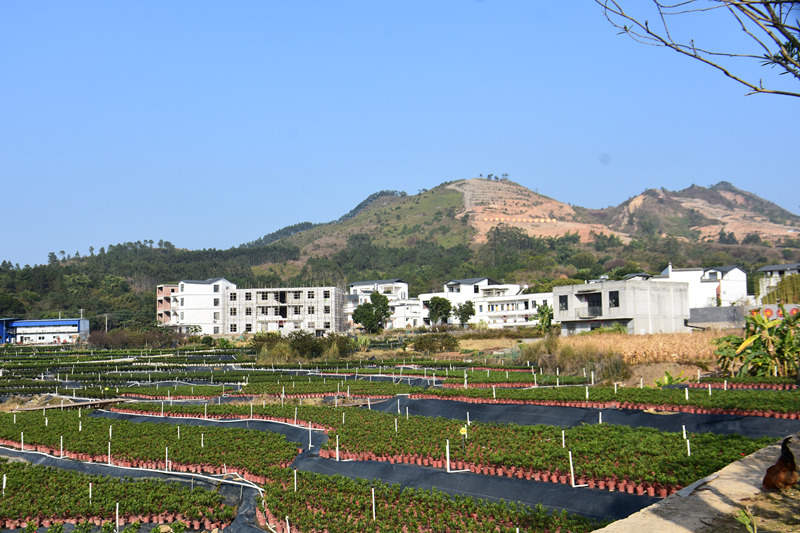 岑溪绿云村谋划发展乡村游