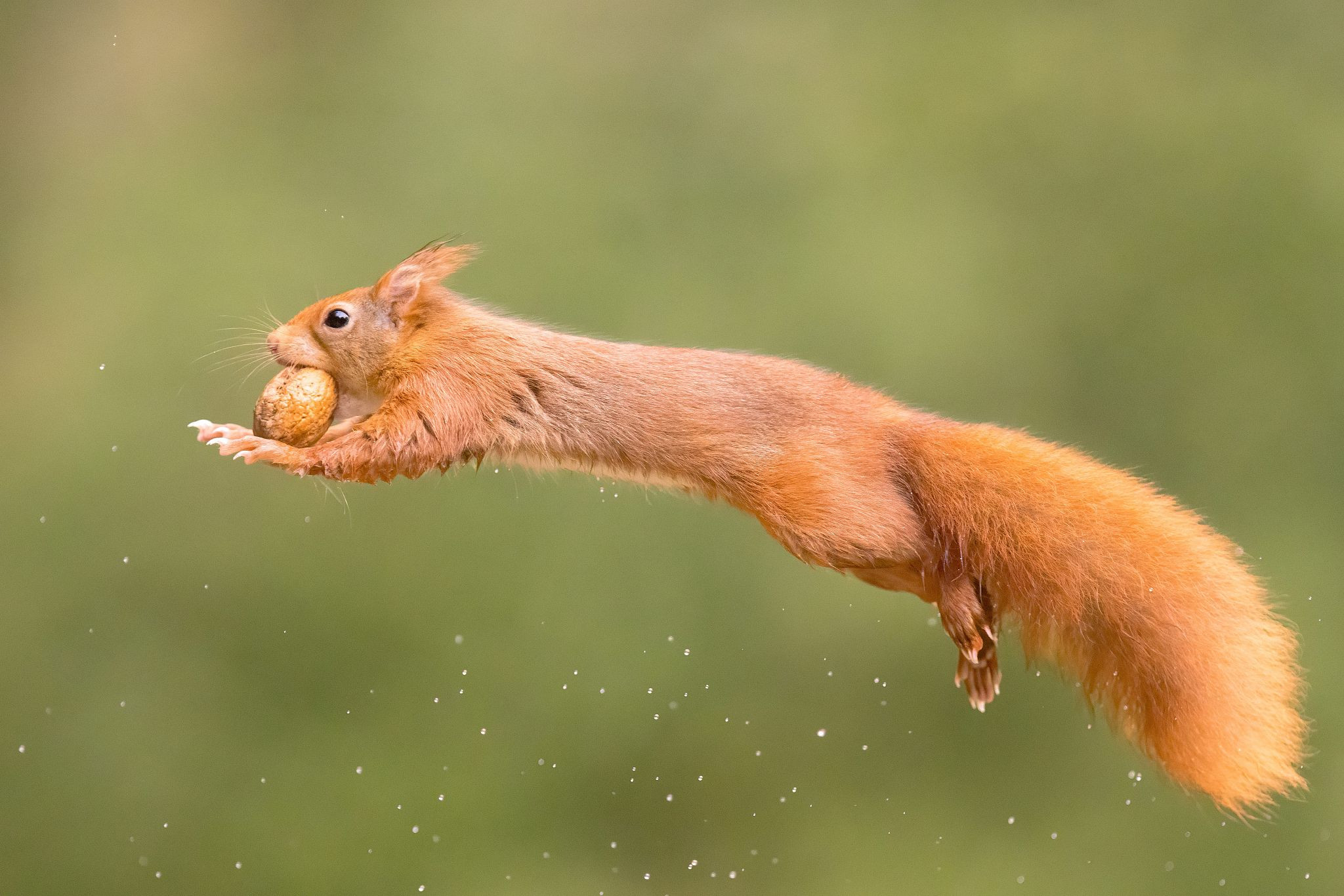 红松鼠嘴刁坚果腾空而起 宛若"超人"降临