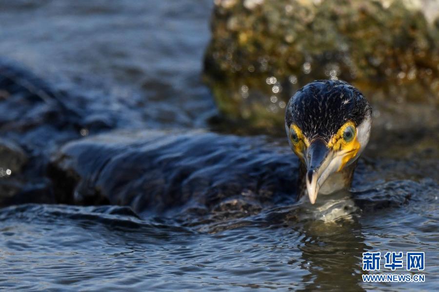 12月20日,一只鸬鹚在科威特杰赫拉省海边觅食.