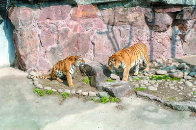 再会和平公园 本周末将适当延长动物岛开放时间