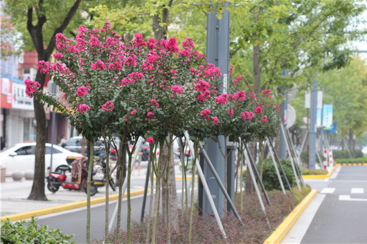 金山竟有那么多免费赏景地 每一处都能找到绝美的四季