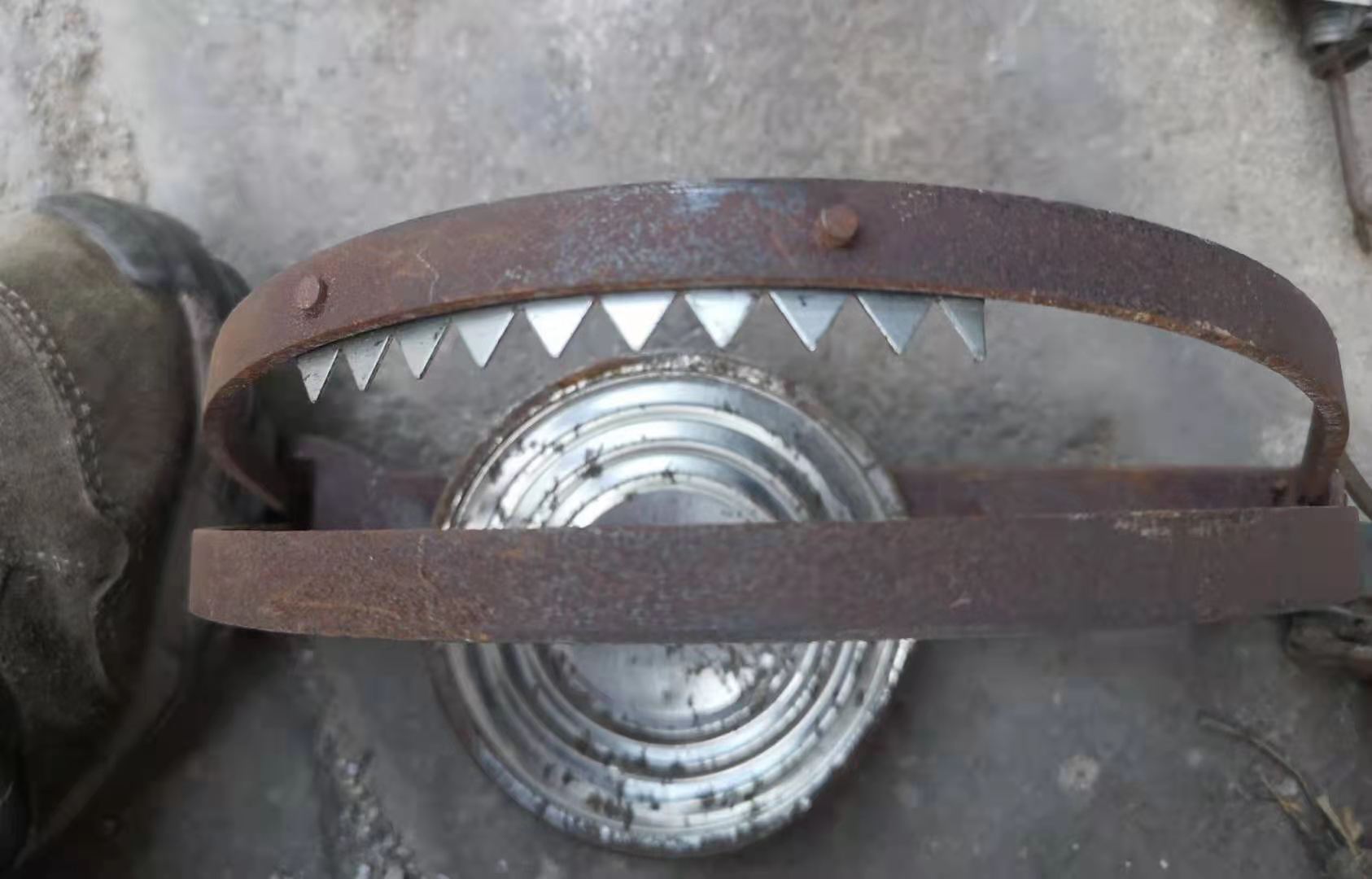 跨年夜的搜寻:一黑脸琵鹭被兽夹夹着嘴飞走,愿早一分钟找到