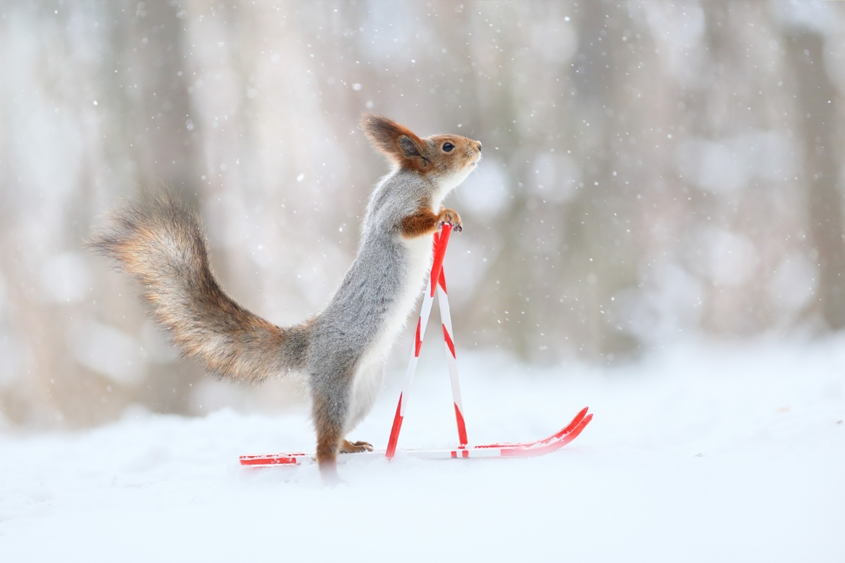 红松鼠变身"滑雪高手" 雪地中欢乐跳跃太萌了