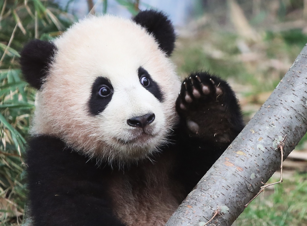 【小熊猫摄影图片】太原动物园生态摄影_普晋_太平洋电脑网摄影部落