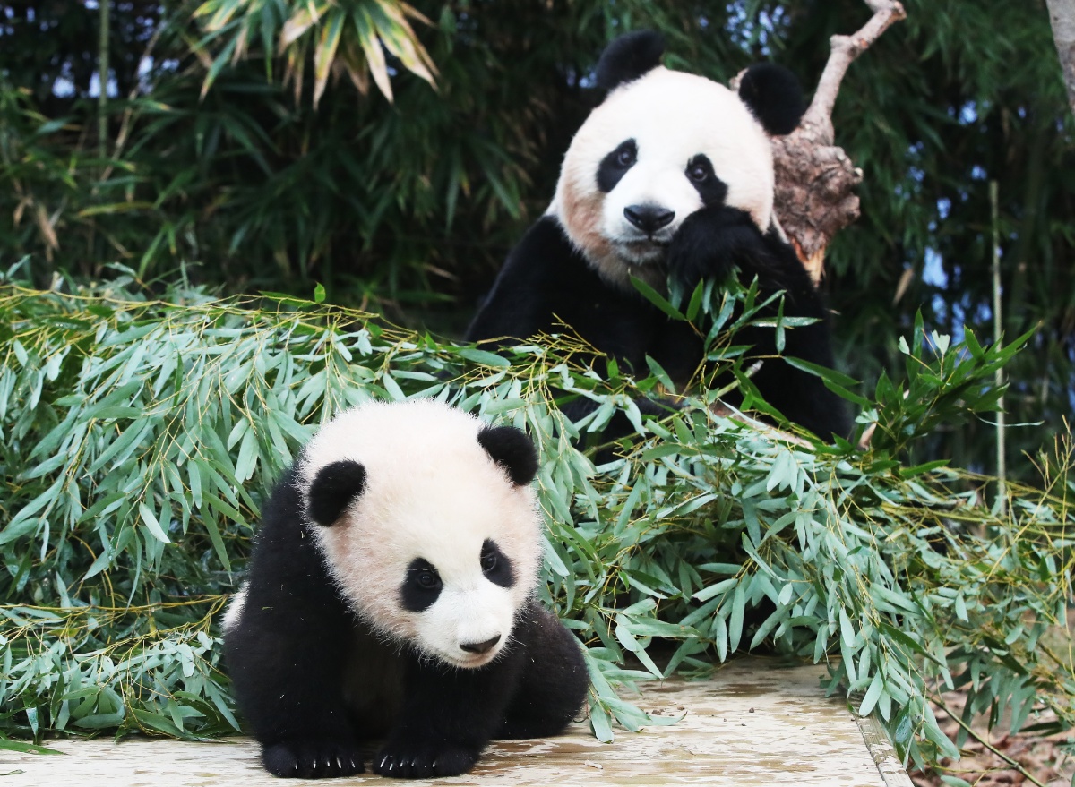 太可爱了 韩国爱宝乐园为一岁熊猫福宝庆祝生日-新闻频道-和讯网