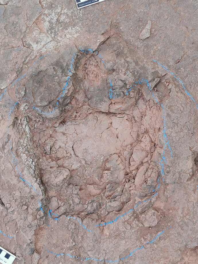 福建首次发现恐龙化石,无恐龙省区还剩7个