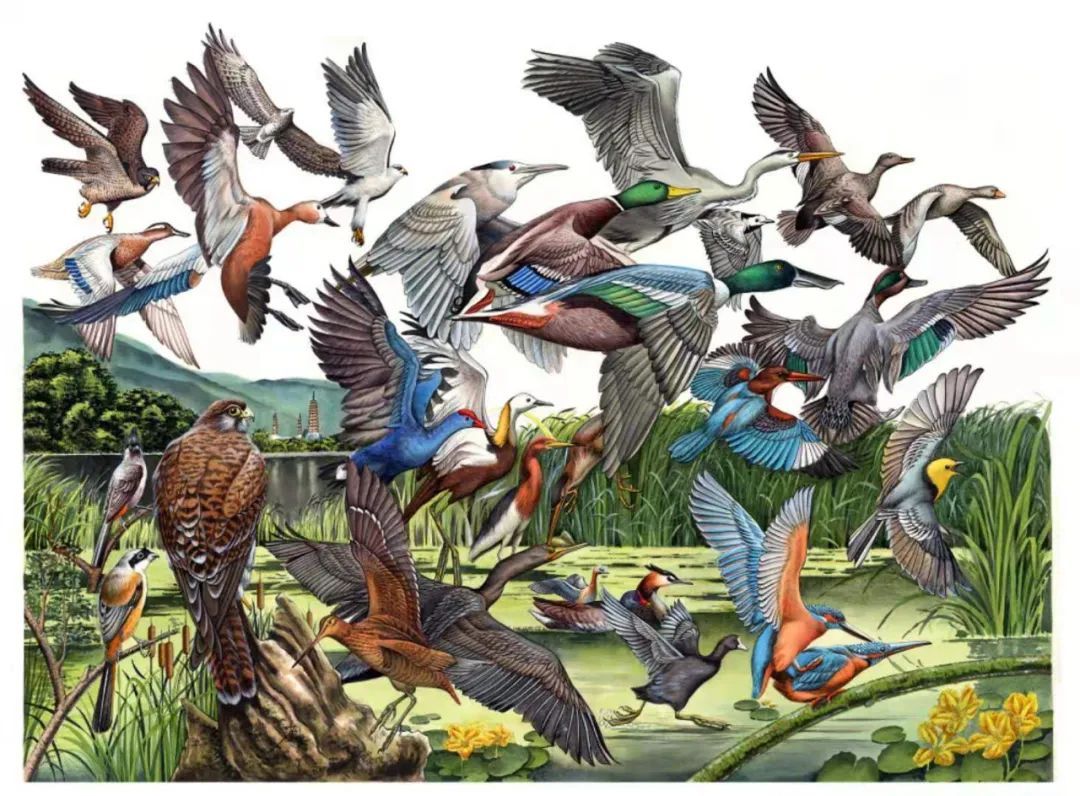 江尾湿地常见鸟类对于有"实力"的博物绘画者,画笔绝对会胜过几千万