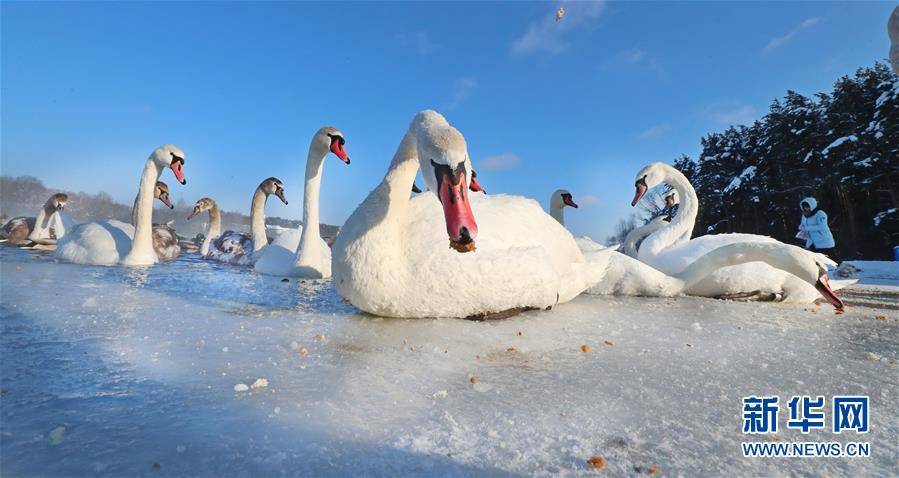 （新华视界）（3）白俄罗斯：越冬天鹅