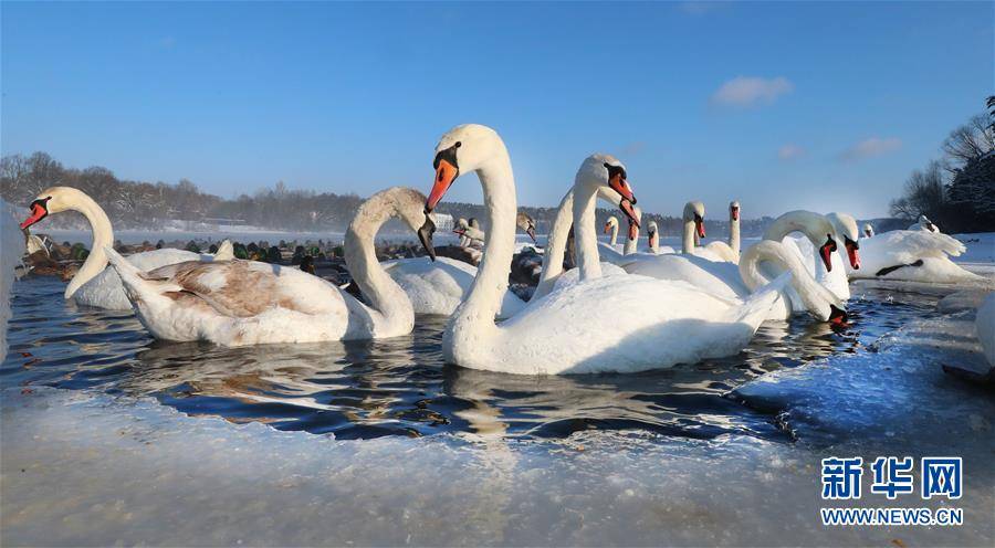 （新华视界）（5）白俄罗斯：越冬天鹅