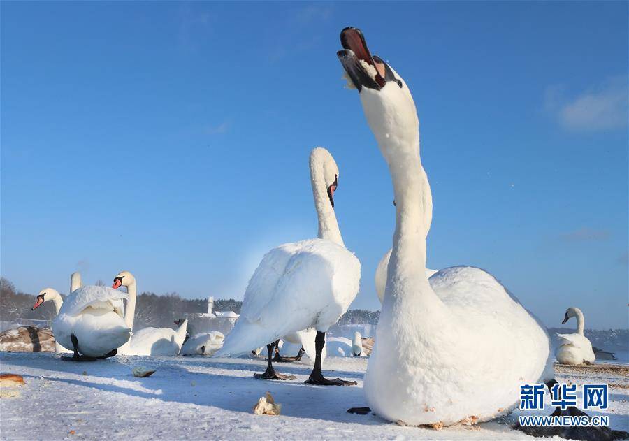 （新华视界）（8）白俄罗斯：越冬天鹅
