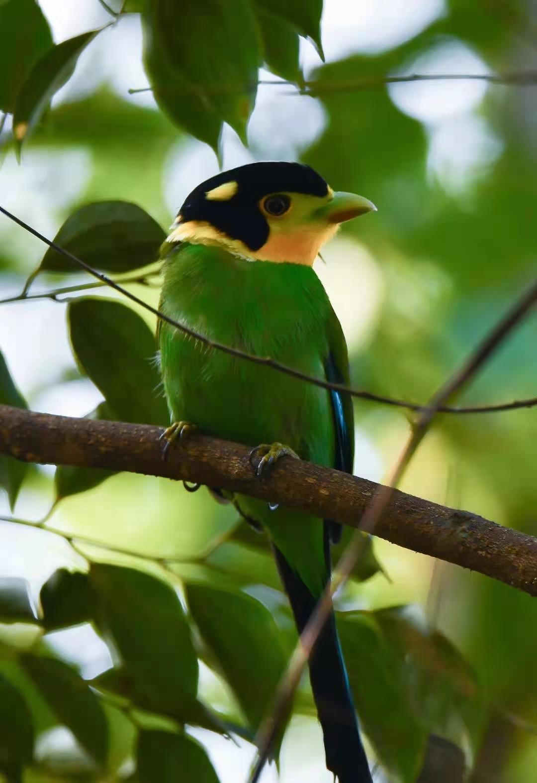 芒市来了一对戴着安全帽的鸟儿