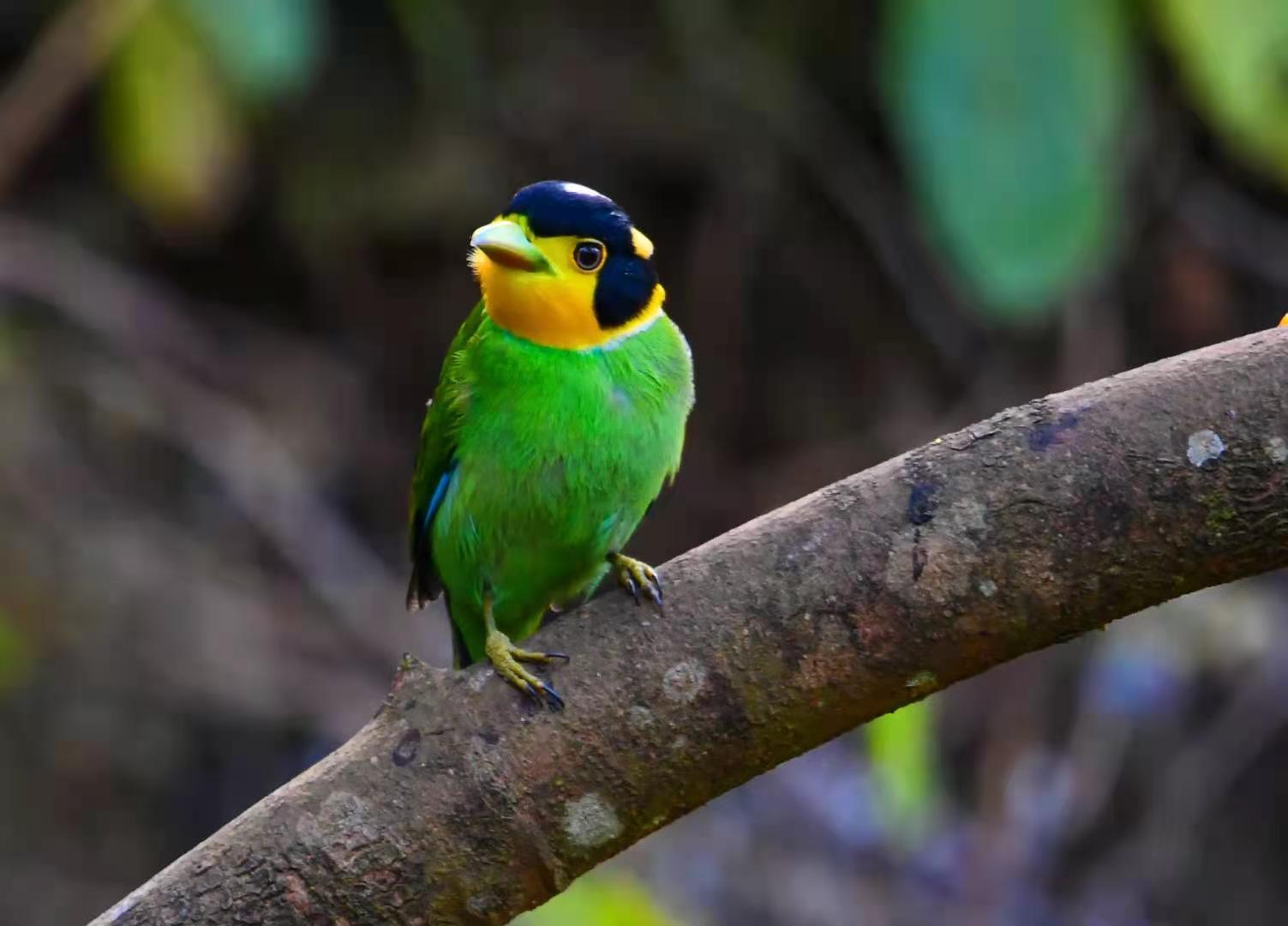 芒市来了一对戴着安全帽的鸟儿