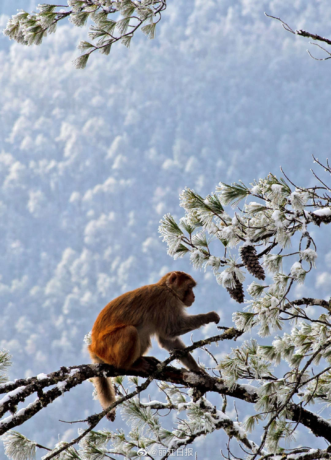 玉龙雪山猕猴戏雪