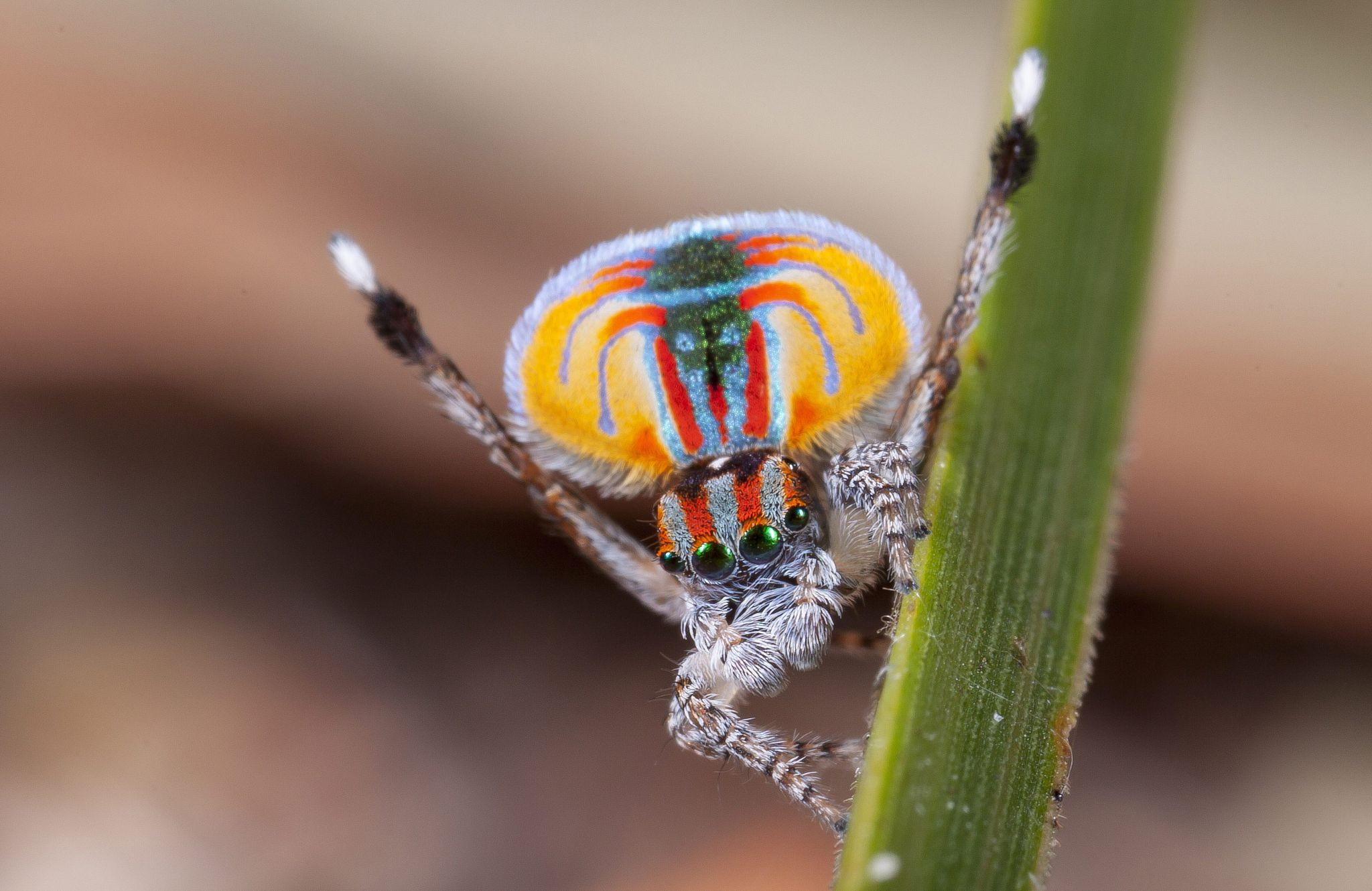 德摄影师抓拍孔雀蜘蛛"舞蹈"瞬间