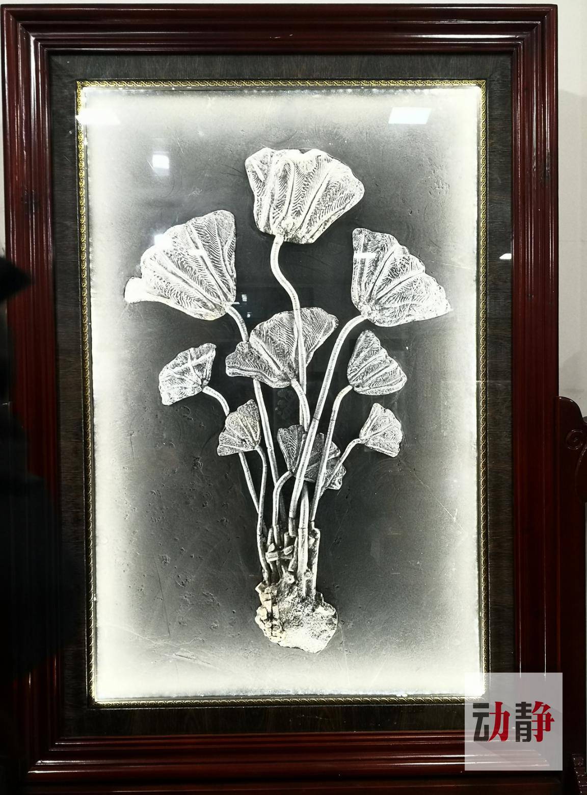 石头侃贵州 |似含苞的荷花,如绽放的百合,海百合化石为何长成这般模样